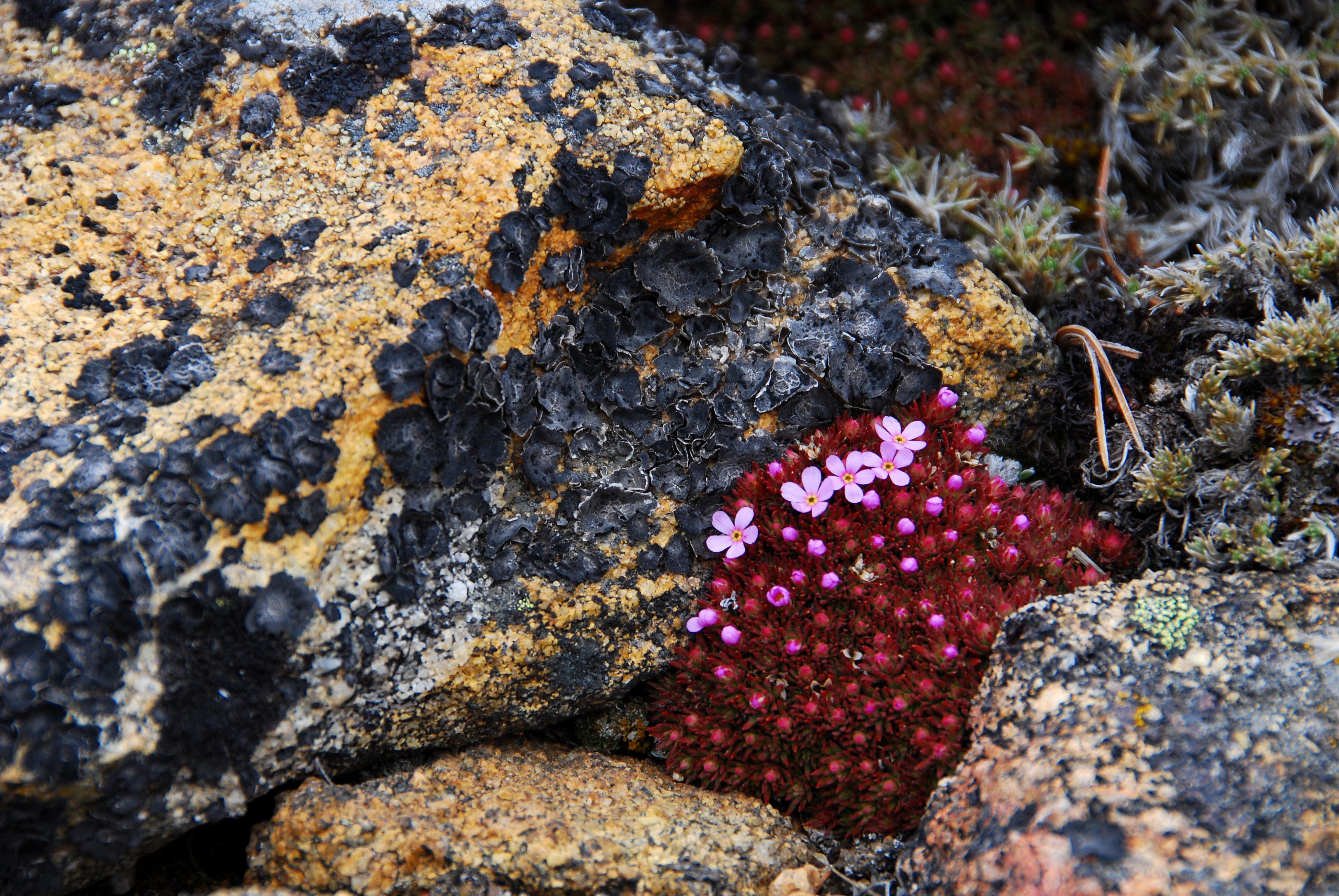 DSC_1099 Moss Pink 26may10 Friends of the Bitterroot