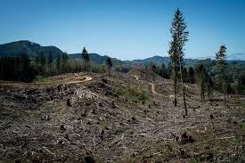clearcut image