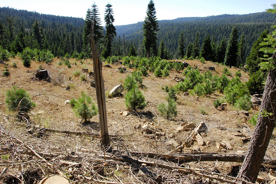 picture of a thinned, dry forest