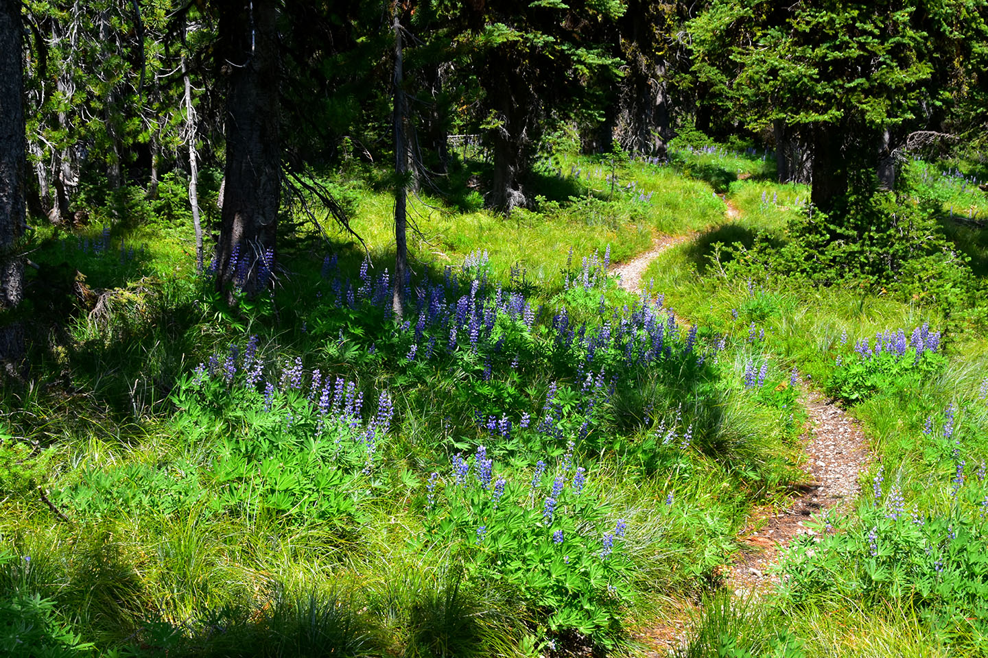 picture of undisturbed forest