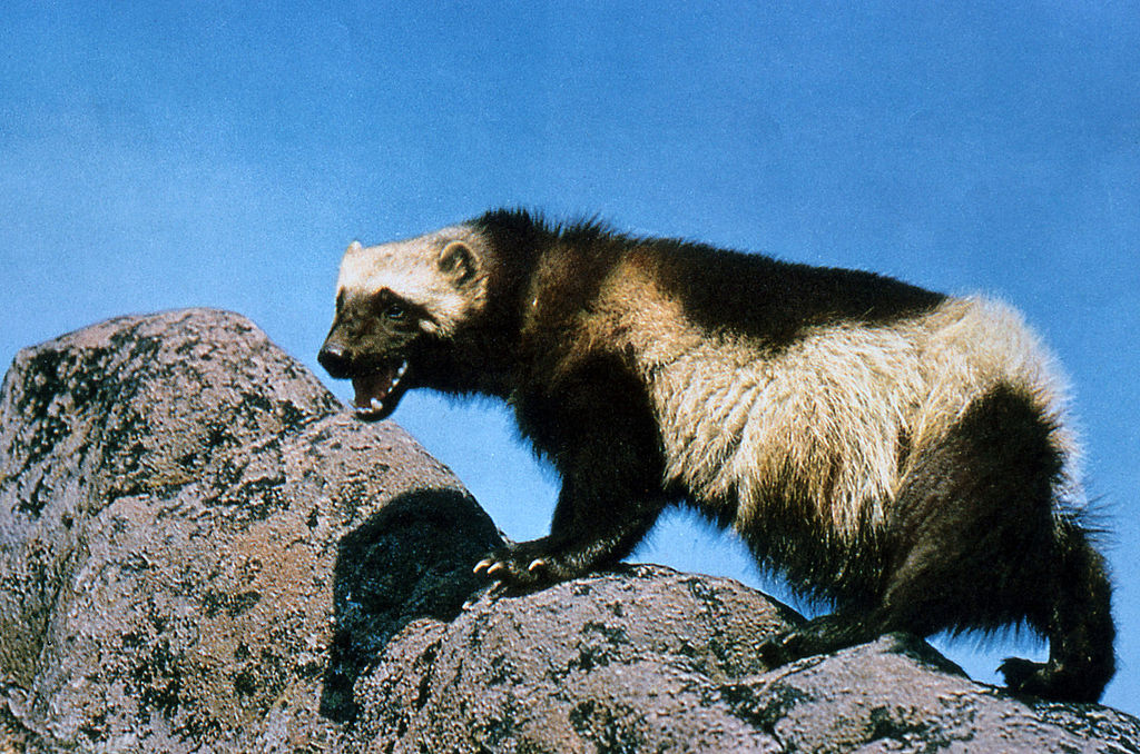 Wildlife like wolverine call the Bitterroot Front area their home. Photo courtesy of National Park Service.