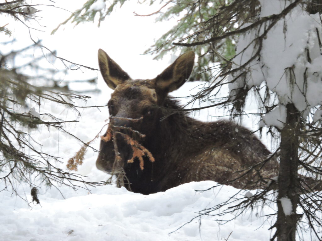 DSCN2277 - Resting Moose - 10feb17