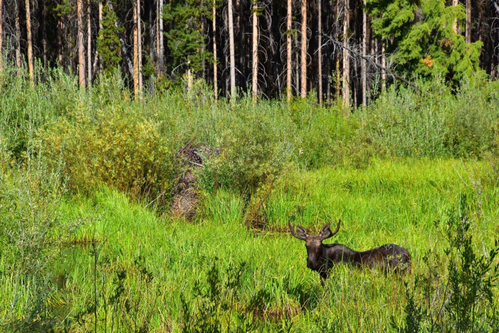 D55_4264 - Moose Near Old Beaver Lodge - 20aug19 near sheep