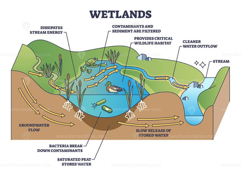 wetland