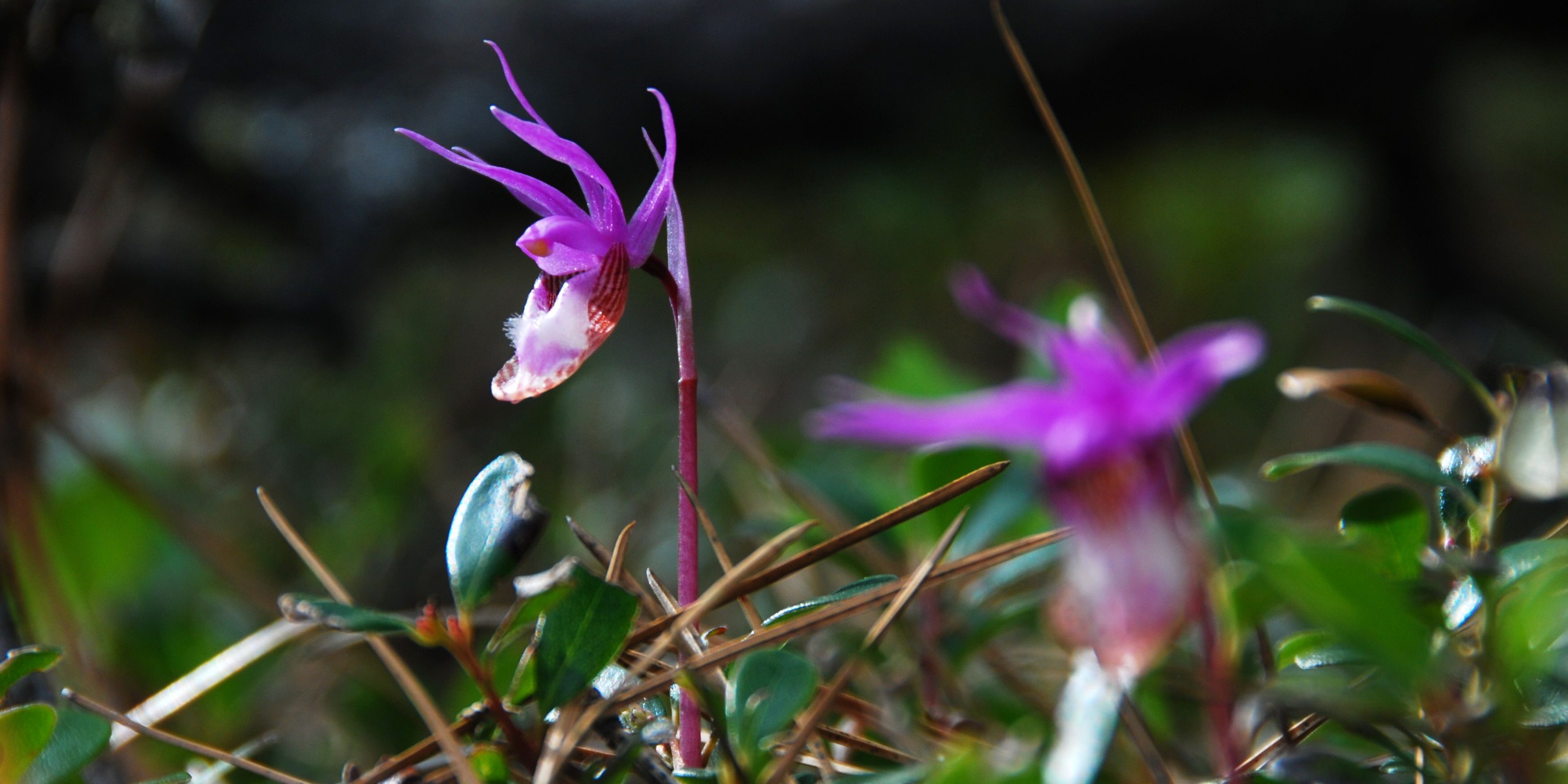 DSC_4116 - Fairyslipper - 17may11