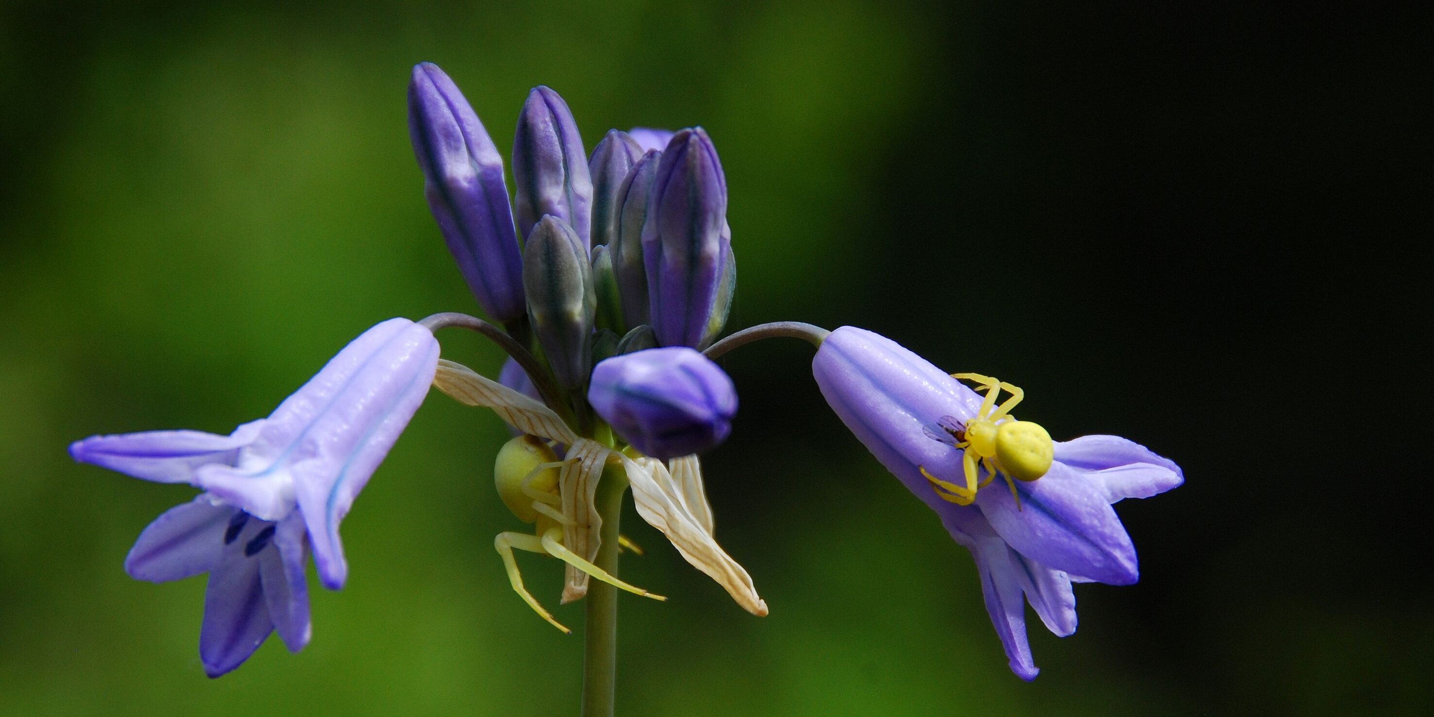 DSC_4568 - Crab Spiders on Douglas Triteleia (Wild Hyacinth) - 25may11